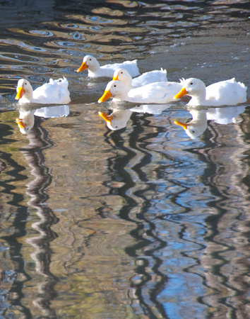 Nov 2012 Findlay Ducks_9904