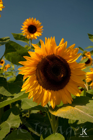 Sunflowers_4812