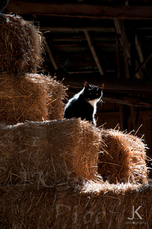 Ohio barn cat_9646