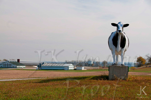 Dairy Farm_9371