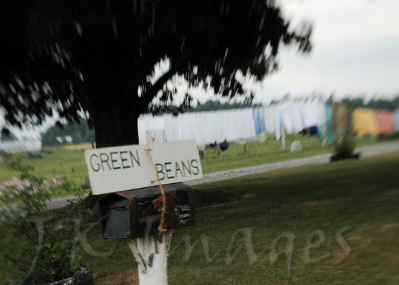 Green Beans 57_3900