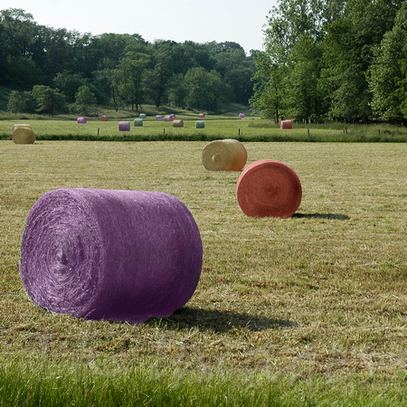New Crop colored hay_4535