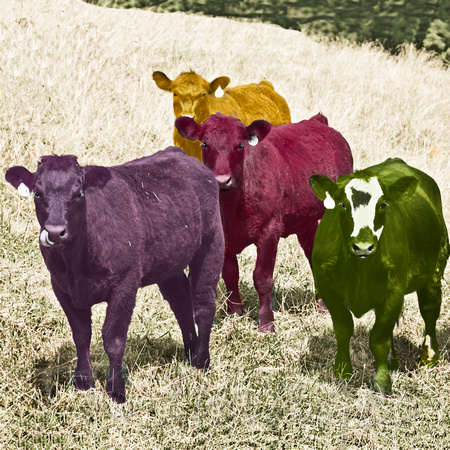 2012 Colored cows_6634e