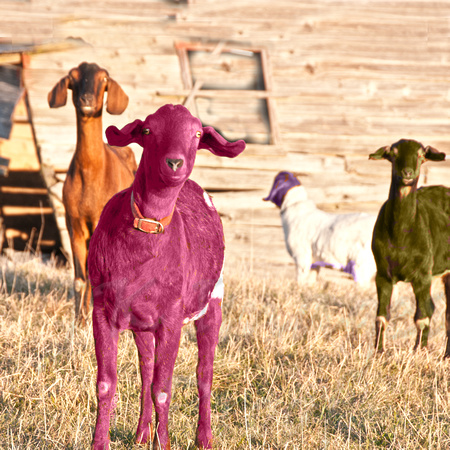 colored Goats_9712