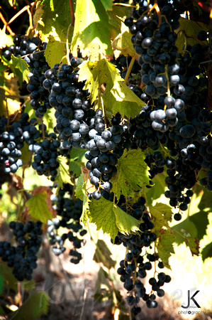 Grape Harvest_8590